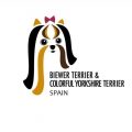 Biewer Terrier & Colorful Yorkshire Terrier – Spain